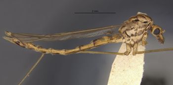 Media type: image;   Entomology 27288 Aspect: habitus lateral view